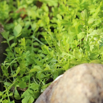 Kresse Plain Leaved (Samen)