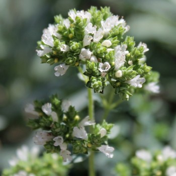 Kretischer Oregano (Samen)