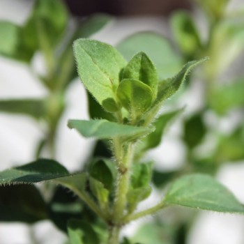 Kretischer Oregano (Samen)