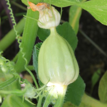 Kürbis Thelma Sanders Sweet Potato (Buschkürbis) (Samen)