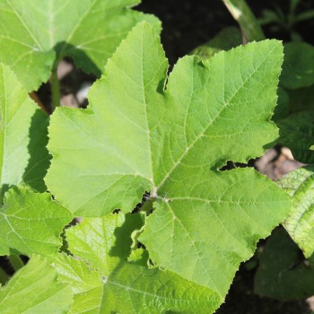 Kürbis Thelma Sanders Sweet Potato (Buschkürbis) (Samen)