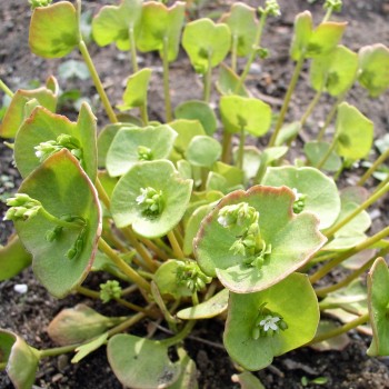 Kubaspinat - Winterportulak (Samen)