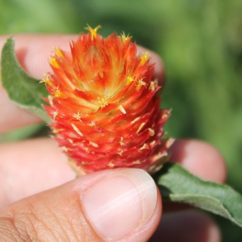 Kugelamaranth Aurantiaca (Samen)