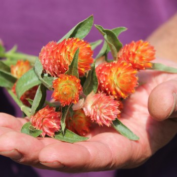 Kugelamaranth Aurantiaca (Samen)