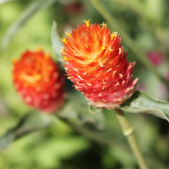 Kugelamaranth Aurantiaca (Samen)