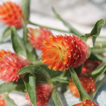 Kugelamaranth Aurantiaca (Samen)