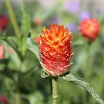 Kugelamaranth Aurantiaca (Samen)