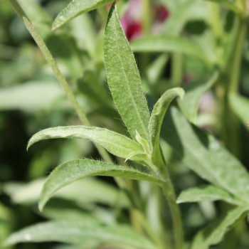 Kugelamaranth Aurantiaca (Samen)