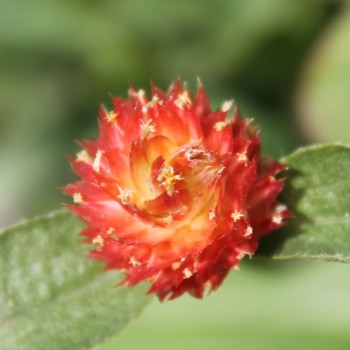 Kugelamaranth Aurantiaca (Samen)