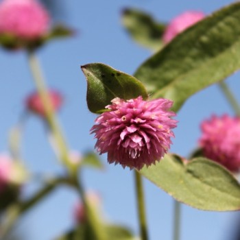 Kugelamaranth Rose (Samen)