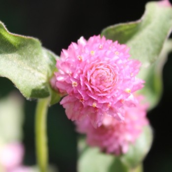 Kugelamaranth Rose (Samen)