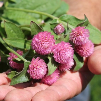 Kugelamaranth Rose (Samen)