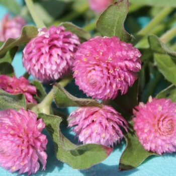 Kugelamaranth Rose (Samen)