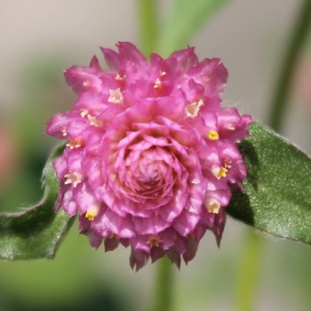 Kugelamaranth Rose (Samen)