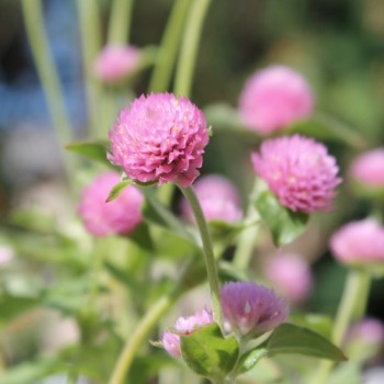 Kugelamaranth Rose (Samen)