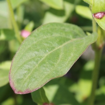 Kugelamaranth Rose (Samen)