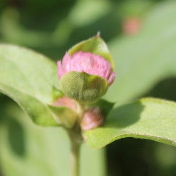 Kugelamaranth Rose (Samen)
