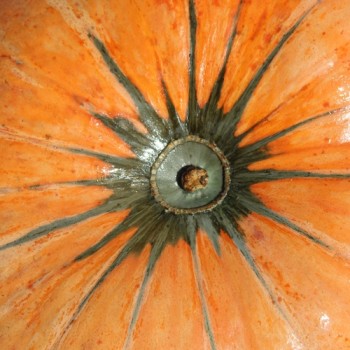 Kürbis Amish Pie (Samen)
