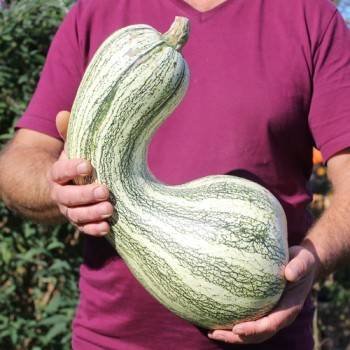 Kürbis Cushaw Green Striped (Samen)
