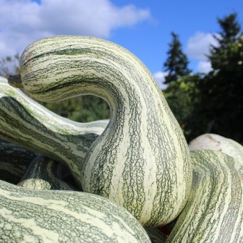 Kürbis Cushaw Green Striped (Samen)
