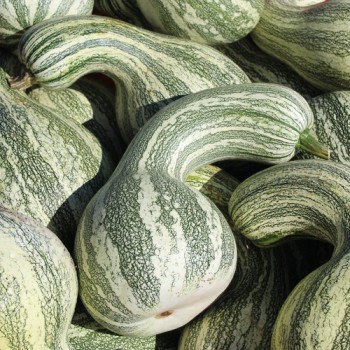 Kürbis Cushaw Green Striped (Samen)