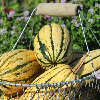 Kürbis Delicata (Buschkürbis) (Samen)