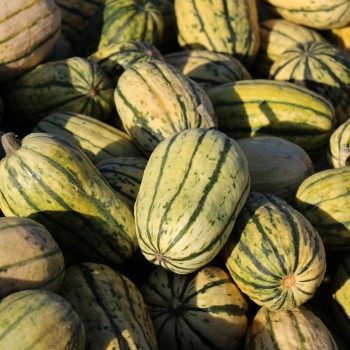 Kürbis Delicata (Buschkürbis) (Samen)