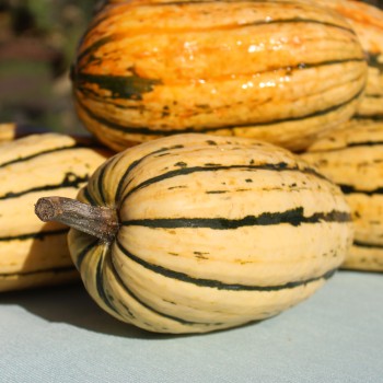 Kürbis Delicata (Buschkürbis) (Samen)