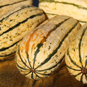 Kürbis Delicata (Buschkürbis) (Samen)