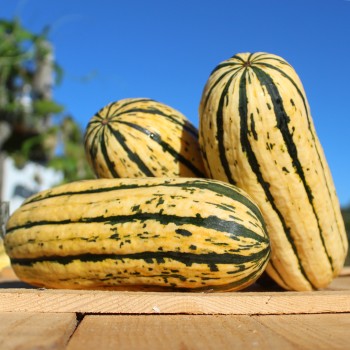 Kürbis Delicata (Buschkürbis) (Samen)