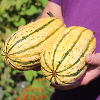 Kürbis Delicata (Buschkürbis) (Samen)