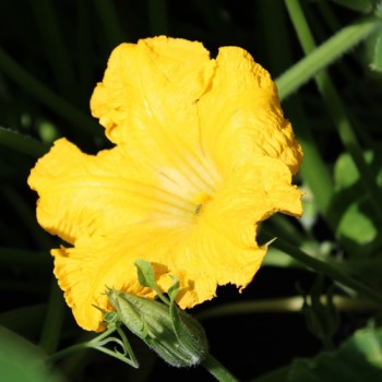 Kürbis Guatemalan Green Ayote (Samen)
