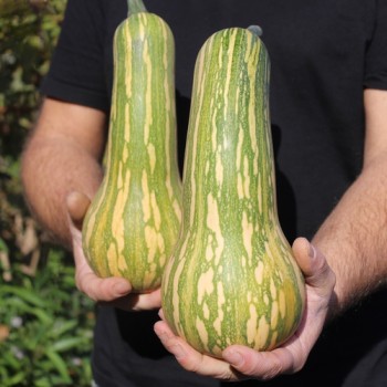 Kürbis Guatemalan Green Ayote (Samen)