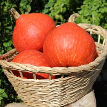 Kürbis Hokkaido orange  (Samen)