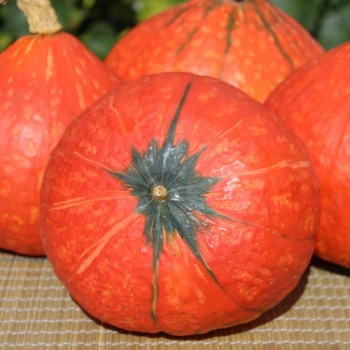 Kürbis Hokkaido orange  (Samen)