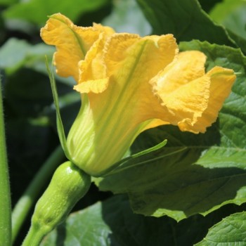 Kürbis Honeynut (Samen)