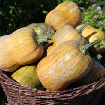Kürbis Honeynut (Samen)