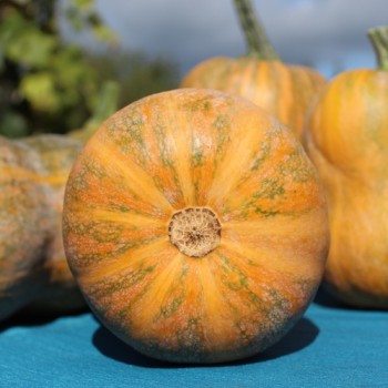 Kürbis Honeynut (Samen)