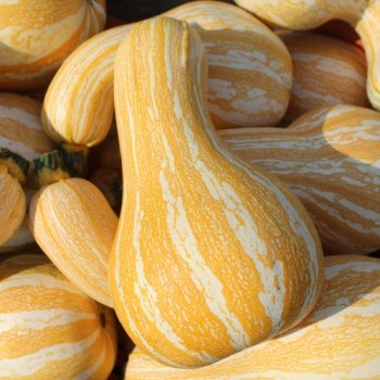 Kürbis Orange Striped Cushaw (Samen)