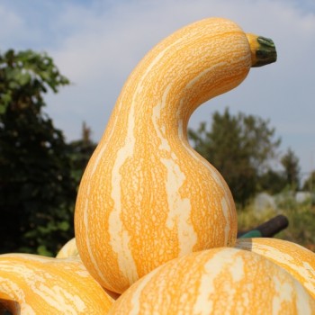 Kürbis Orange Striped Cushaw (Samen)