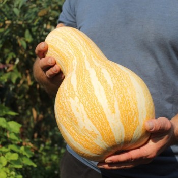 Kürbis Orange Striped Cushaw (Samen)