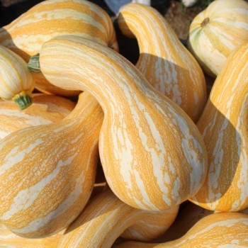 Kürbis Orange Striped Cushaw (Samen)