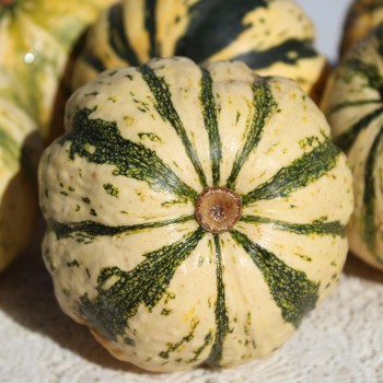Kürbis Sweet Dumpling (Buschkürbis) (Samen)