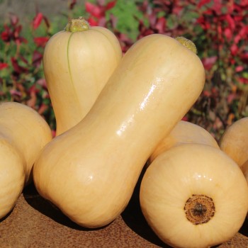 Kürbis Waltham Butternut (Samen)
