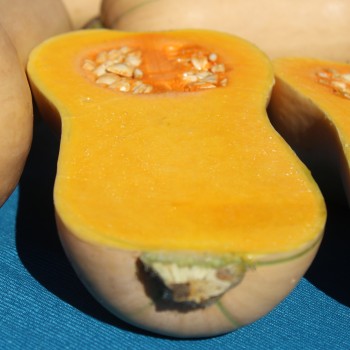 Kürbis Waltham Butternut (Samen)