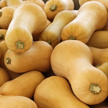 Kürbis Waltham Butternut (Samen)