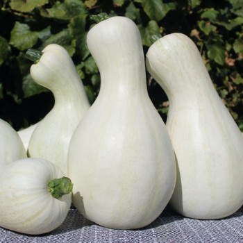 Kürbis White Cushaw (Samen)