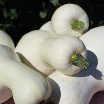 Kürbis White Cushaw (Samen)