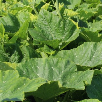 Kürbis White Cushaw (Samen)