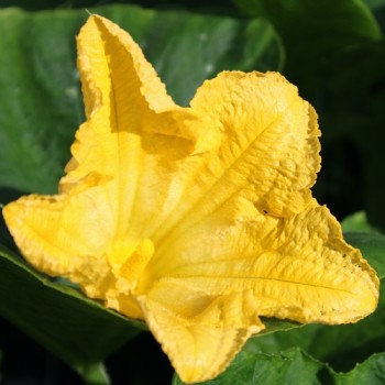 Kürbis White Cushaw (Samen)